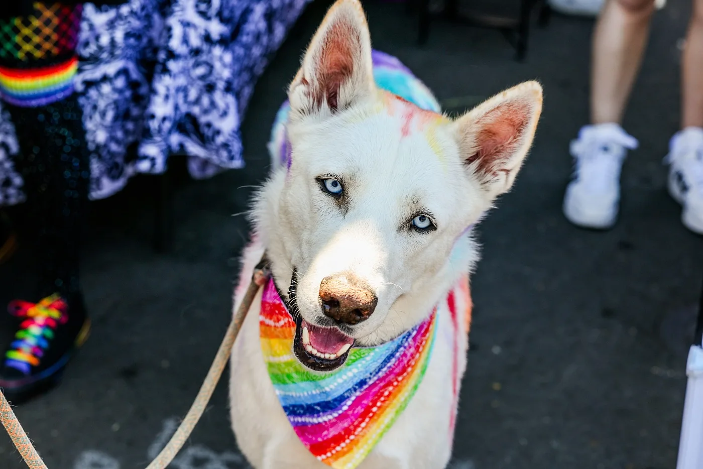 pride pup 2